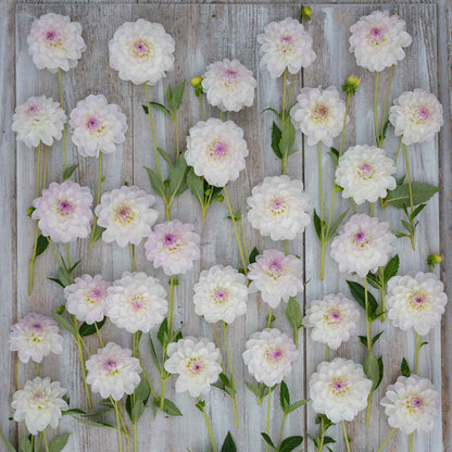 Eveline Dahlias freshly picked displayed on a wooded surface.