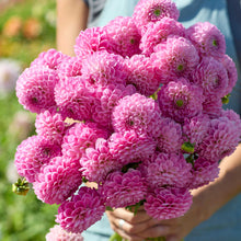 Person holding a pink bouquet of sweet fabienne flowers in a garden setting
