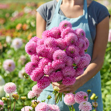 Person holding a pink bouquet of sweet fabienne flowers in a garden setting