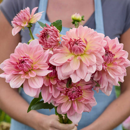 Person holding a pink bouquet of fairway plot dahlia flowers in a garden setting