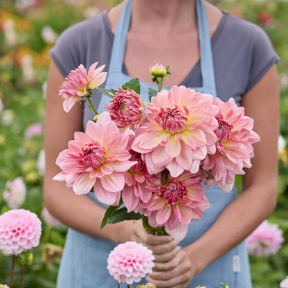Person holding a pink bouquet of fairway plot dahlia flowers in a garden setting