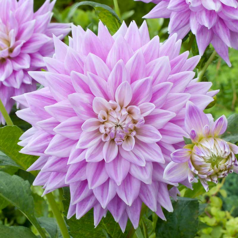 Light purple ferncliff inspiration dahlia up close showing all the petals | copyright: Floramedia UK Ltd