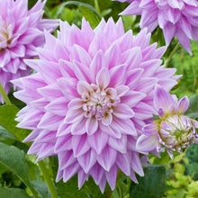 Light purple ferncliff inspiration dahlia up close showing all the petals | copyright: Floramedia UK Ltd