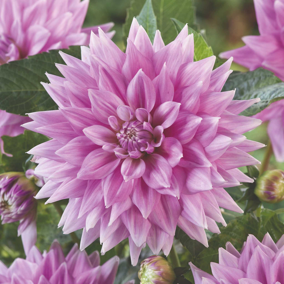 Light pink ferncliff inspiration dahlia up close showing all the petals