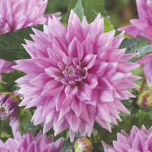 Light pink ferncliff inspiration dahlia up close showing all the petals