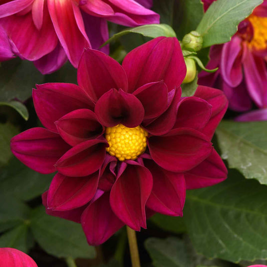 dahlia figaro violet shades