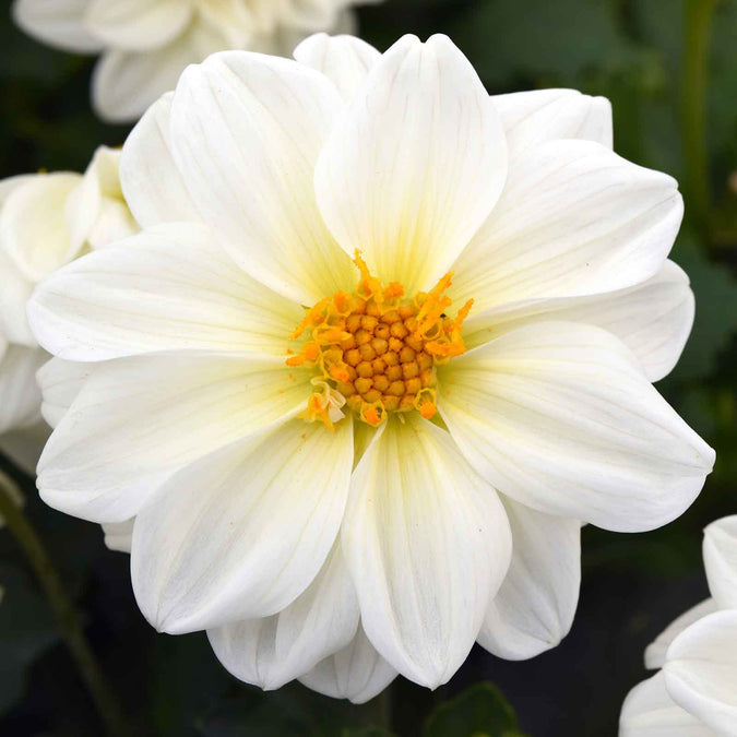 Close up of a dahlia figaro white flower with white petals and yellow center