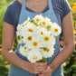 Person holding a bouquet of figaro white dahlia flowers with a blurred garden background