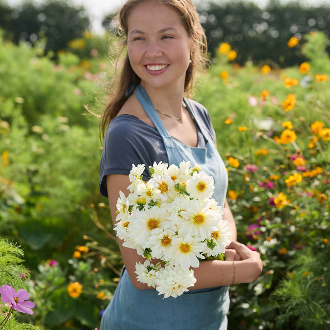 Person holding a bouquet of figaro white dahlia flowers with a blurred garden background
