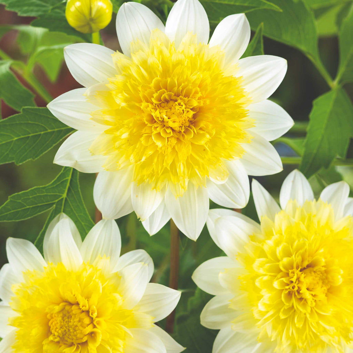 White and yellow freyas paso doble dahlia up close showing all the petals