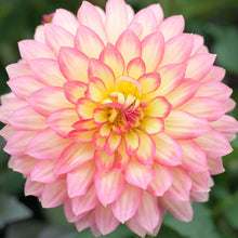 Pink and yellow gallery pablo dahlia up close showing all the petals