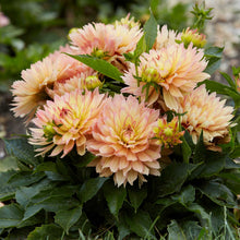 Bouquet of pink and yellow gallery pablo dahlia up close showing all the petals