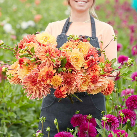 Roselily Bulbs - Pink Mix