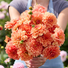 Person holding an orange bouquet of go go peach dahlia flowers in a garden setting