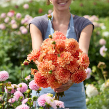 Person holding an orange bouquet of go go peach dahlia flowers in a garden setting