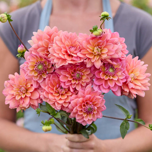 Person holding a pink bouquet of great silence dahlia flowers in a garden setting