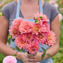 Person holding a pink bouquet of great silence dahlia flowers in a garden setting