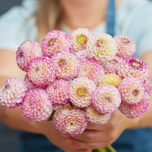 Person holding a pink bouquet of hapet compo dahlia flowers in a garden setting