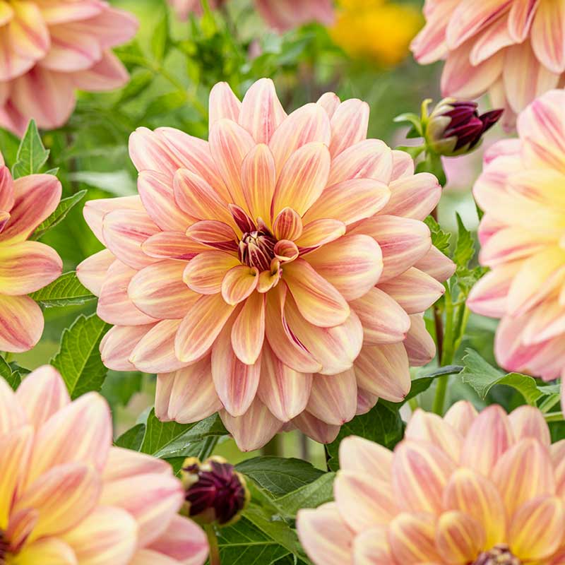 Light pink happy butterfly dahlia up close showing all the petals | copyright: Floramedia UK Ltd