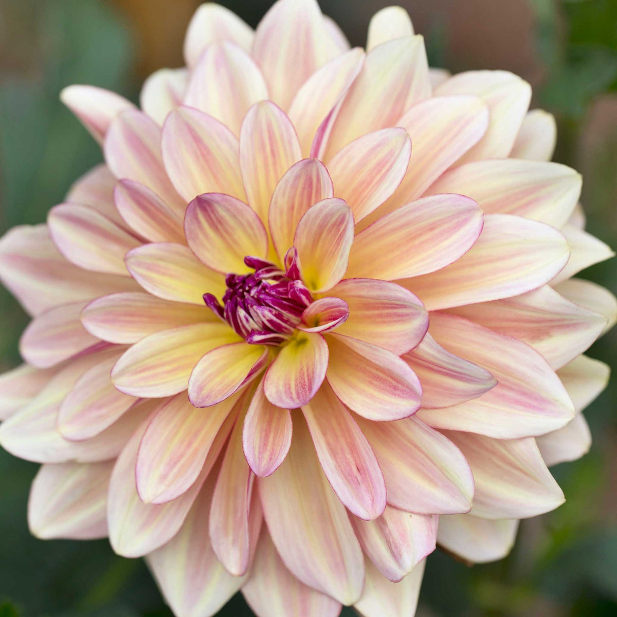 Light pink happy butterfly dahlia up close showing all the petals