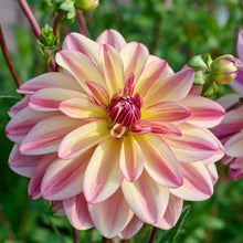 Light pink happy butterfly dahlia up close showing all the petals