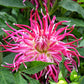 Closeup of Hollyhill Spiderwoman dahlia showing cactus type petals.