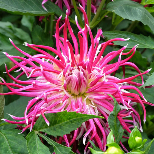 Closeup of Hollyhill Spiderwoman dahlia showing cactus type petals.
