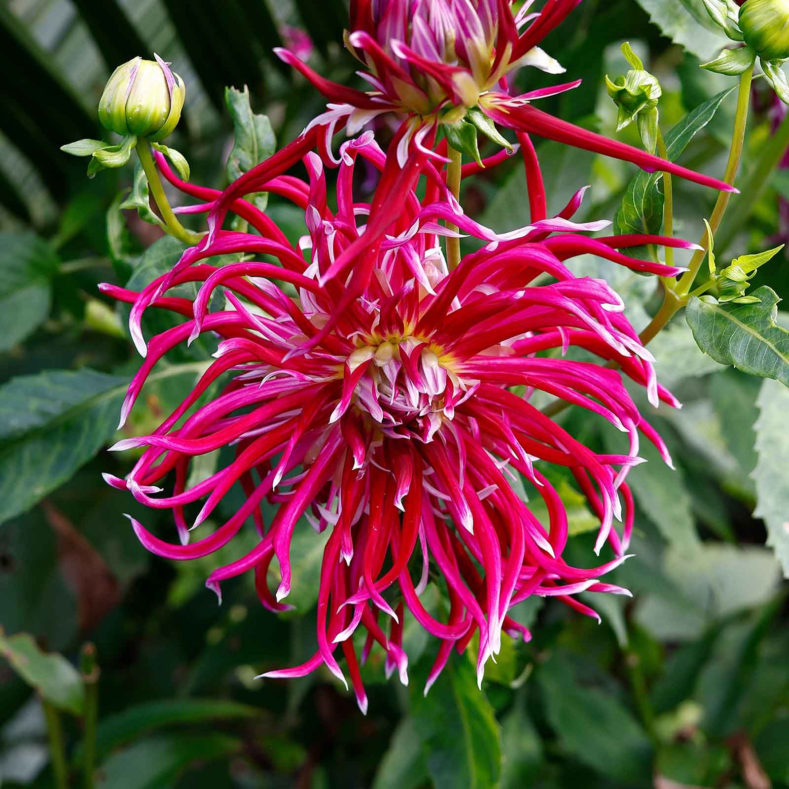 Closeup of Hollyhill Spiderwoman dahlia showing cactus type petals.