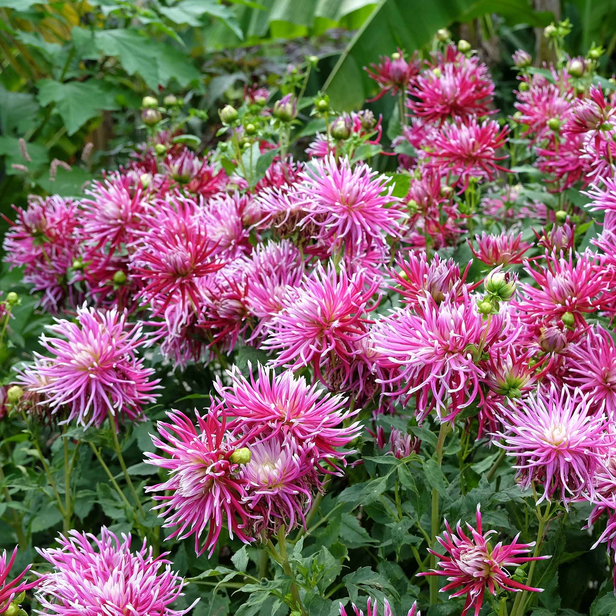 Hollyhill Spiderwoman dahlia showing cactus type petals with green buds and leaves.