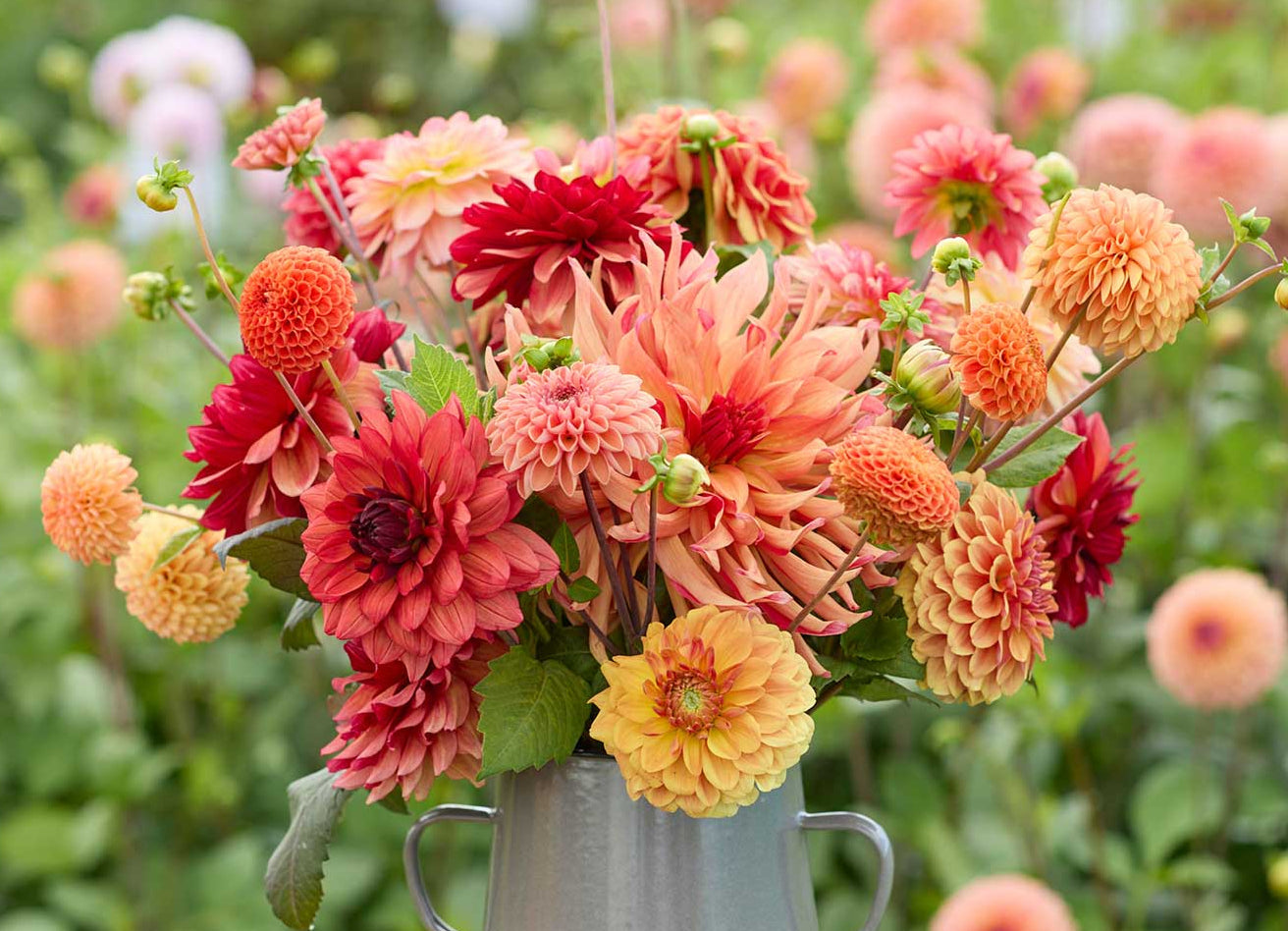 Bouquet of colorful dahlia flowers in a metal vase on a wooden stool with a garden background.