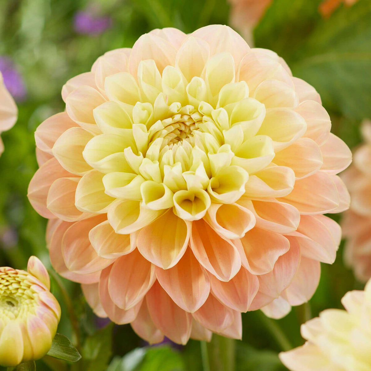 Light orange and pink honey dew dahlia up close showing all the petals