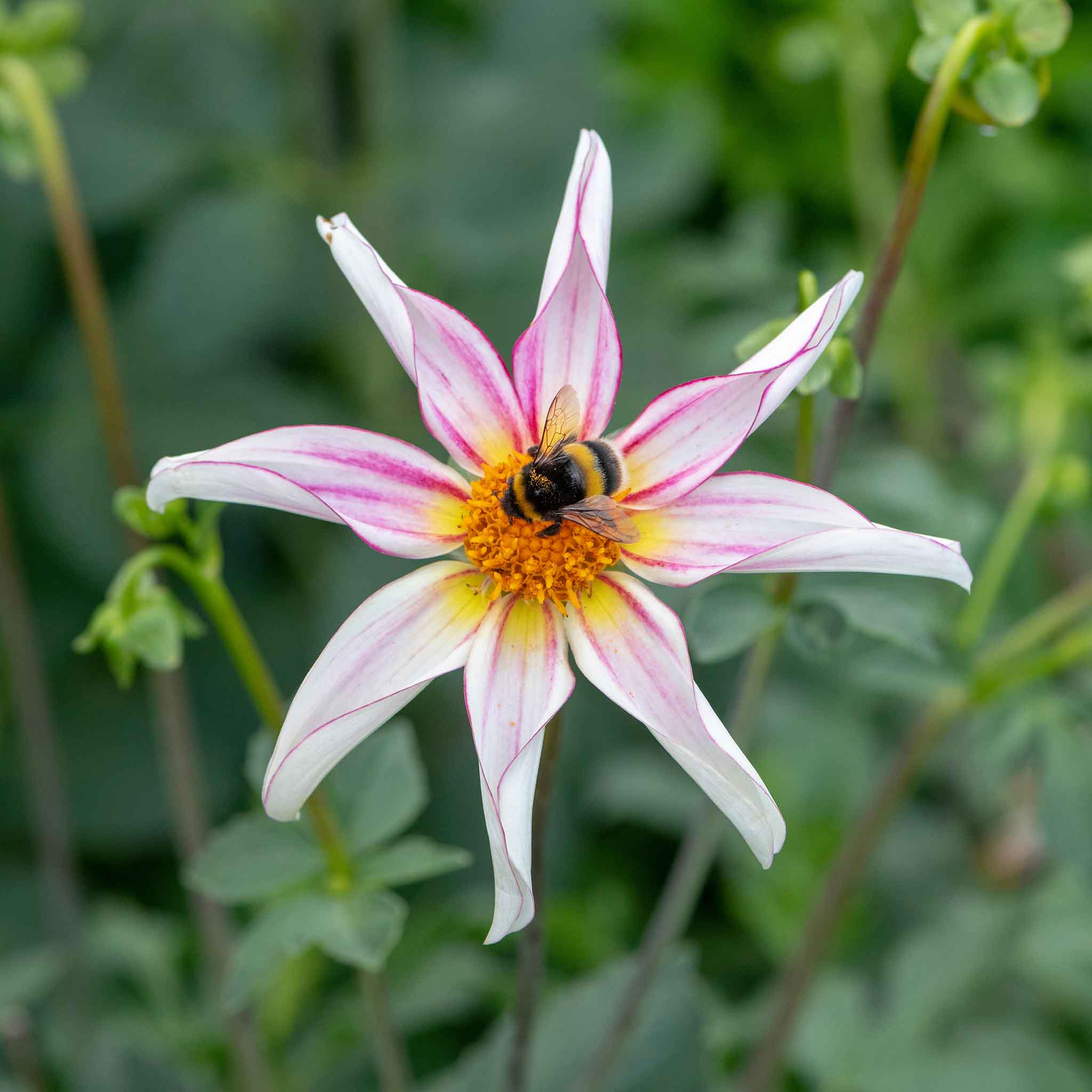 Pink Honka Fragile dahlia flower with distinctive petals and a bee on a blurred green background