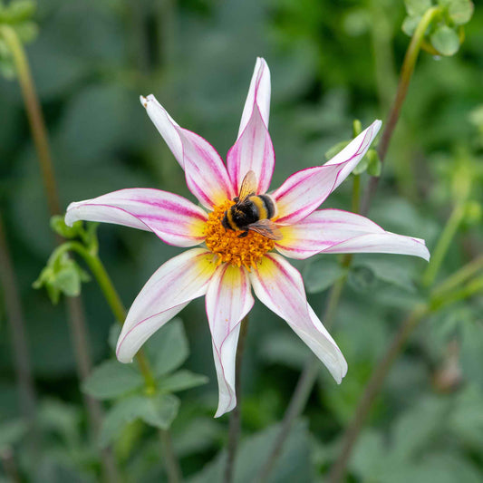 Pink Honka Fragile dahlia flower with distinctive petals and a bee on a blurred green background