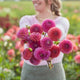 Dahlia Tubers (Ball) - Isabel