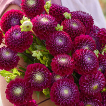 Close up of a person holding a redish purple bouquet of ivanetti dahlia flowers in a garden setting