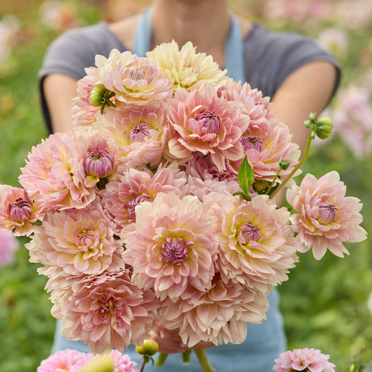 Person holding a pink bouquet of joels favorite dahlia flowers in a garden setting