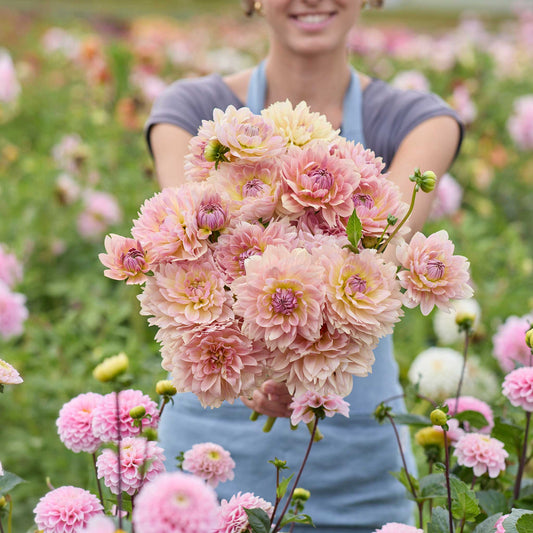 Person holding a pink bouquet of joels favorite dahlia flowers in a garden setting