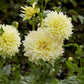 Dahlia Bulbs (Dinnerplate) - Kelvin Floodlight