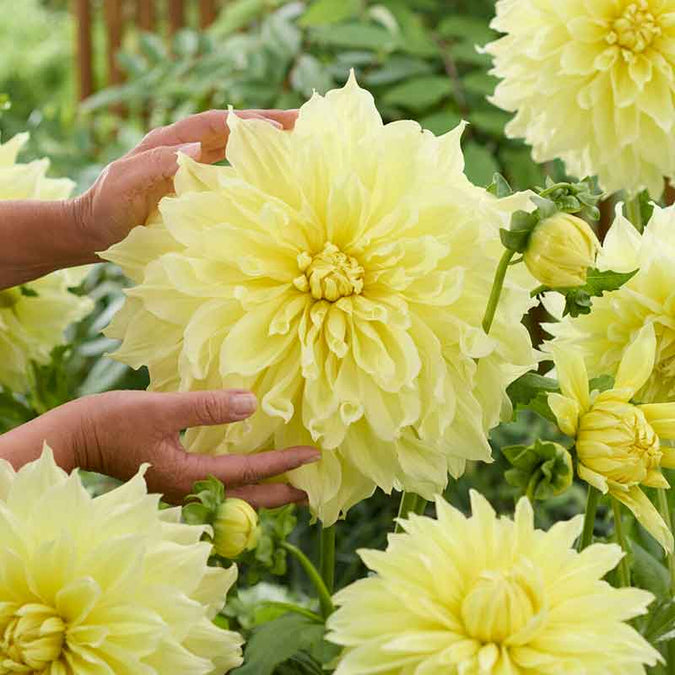 Dahlia Bulbs (Dinnerplate) - Kelvin Floodlight