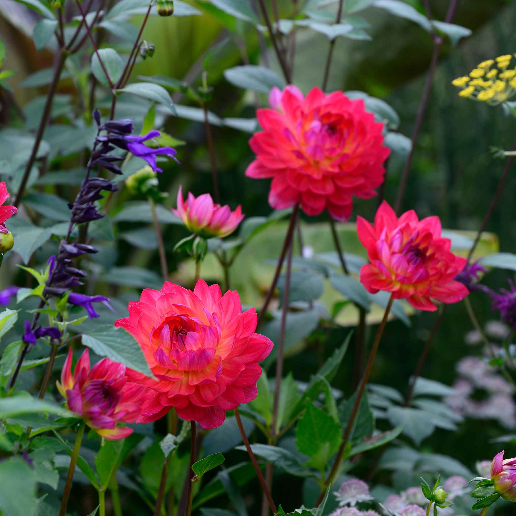 Close-up of vibrant pink kilburn glow dahlia flowers with green foliage in the background