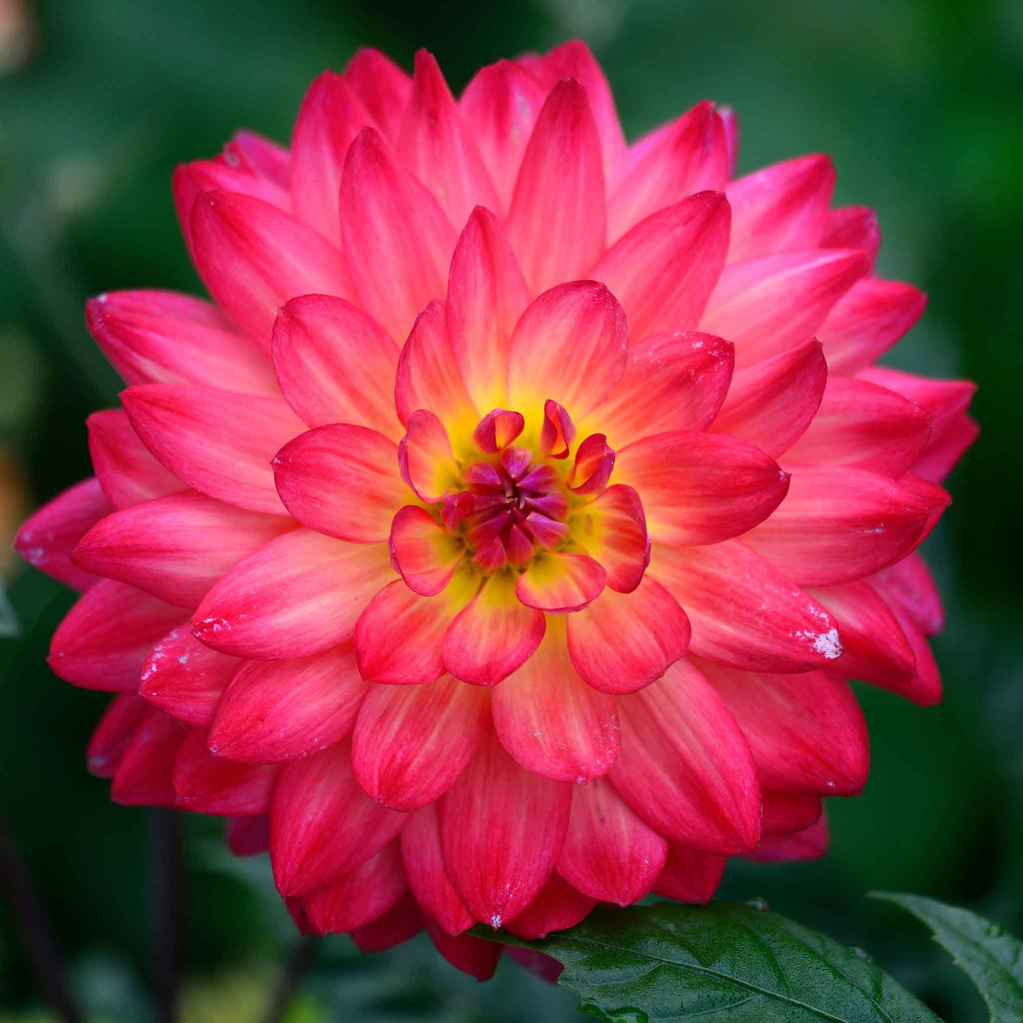 Close-up of vibrant pink kilburn glow dahlia flowers with green foliage in the background