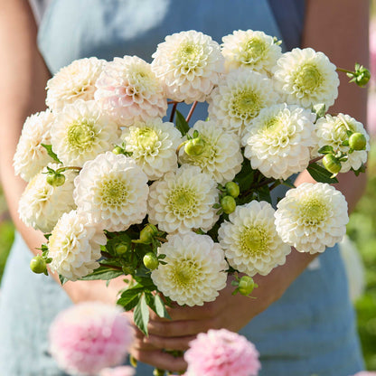 Person holding a yellow bouquet of kona dahlia flowers in a garden setting