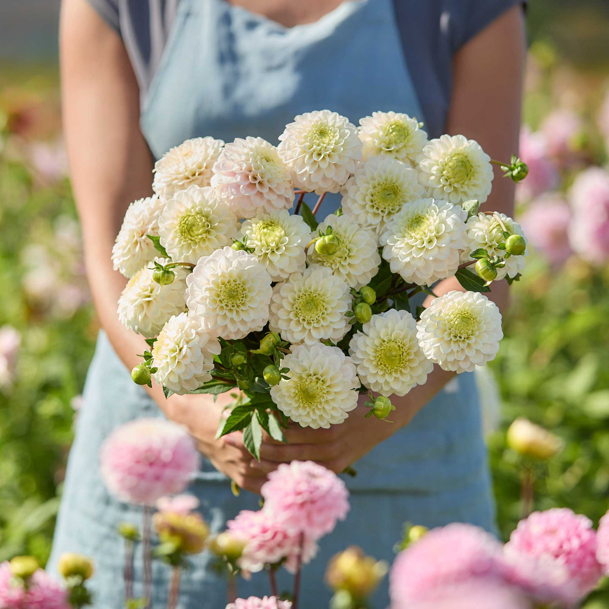 Person holding a yellow bouquet of kona dahlia flowers in a garden setting