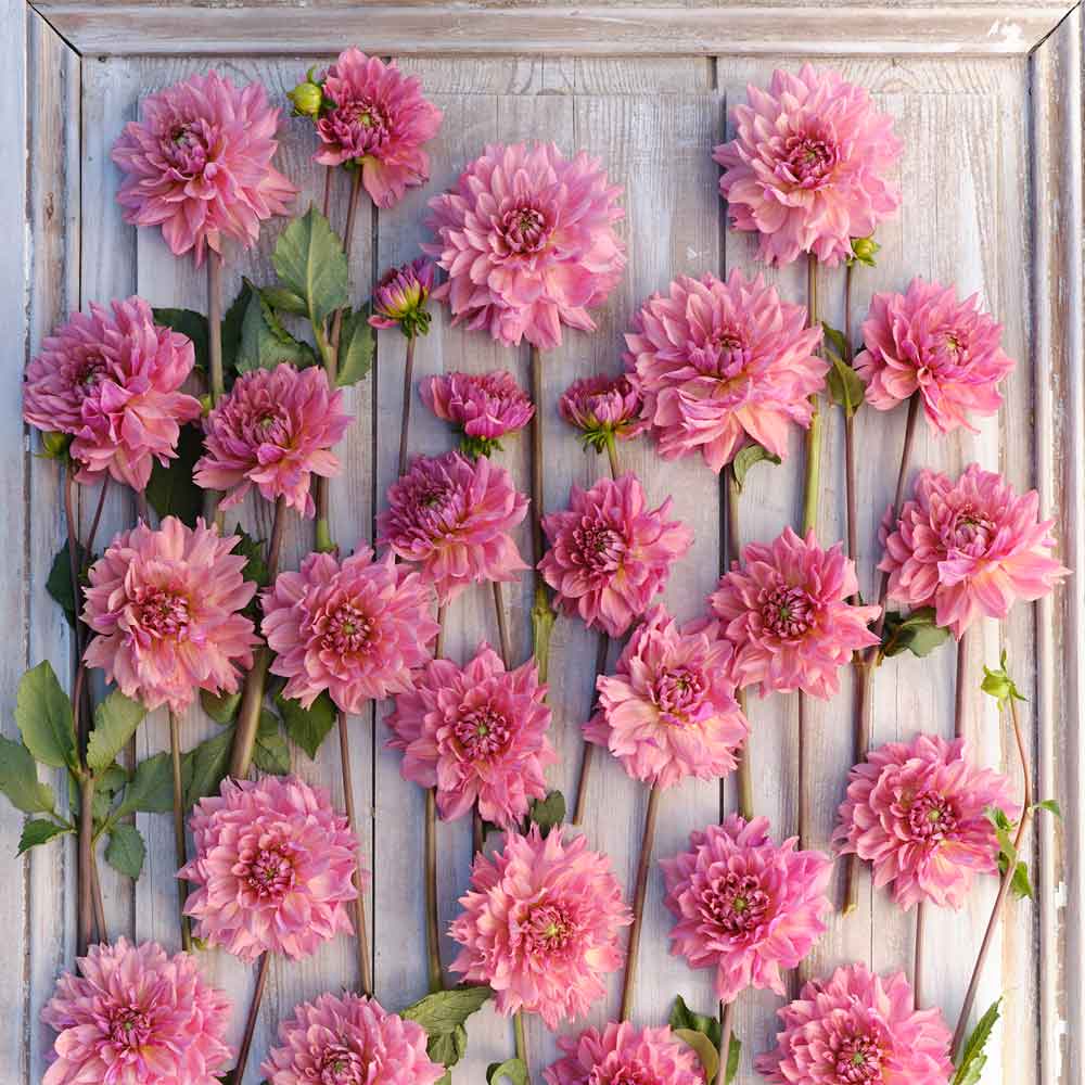 Dahlia Bulb - La Belle Epoque | Dahlia Tubers | Eden Brothers Dahlia Bulb - La Belle Epoque | Dahlia Tubers | Eden Brothers