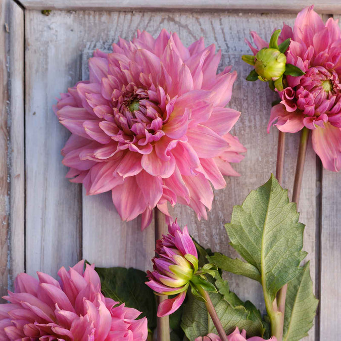 Dahlia Bulbs (Decorative) - La Belle Epoque