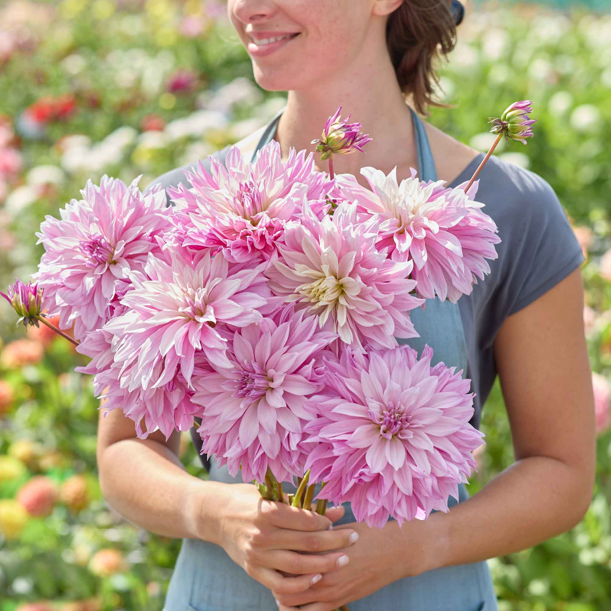 Person holding a bouquet of pink labyrinth twotone dahlia flowers in a garden setting