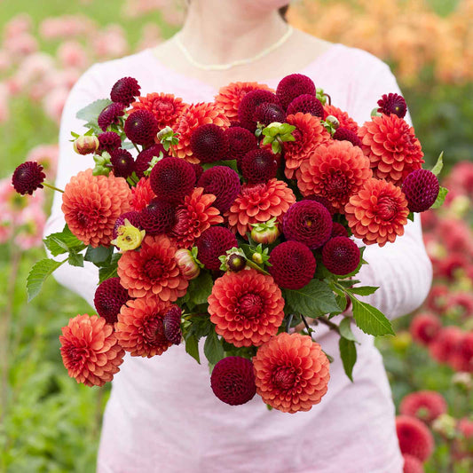 Dahlia Bulbs / Tubers Shop 90 Varieties Eden Brothers Page 6