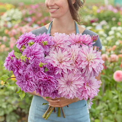 A person holding a bouquet of dahlia lavender haze bundle flowers in a garden setting.