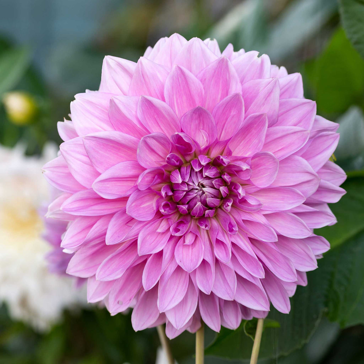 Pink lavender perfection dahlia up close showing all the petals
