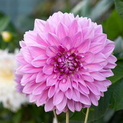 Pink lavender perfection dahlia up close showing all the petals